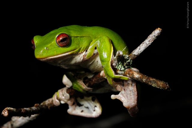 Zhangixalus melanoleucus är en groda som upptäcktes på över 2 000 meters höjd på berget Phou Samsoum i Laos. Utöver molekylära tester har forskarna även analyserat grodans ljud för att komma fram till att det är en unik art.