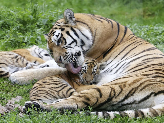 Fler och fler sibiriska tigerungar föds i Kina. Arkivbild.