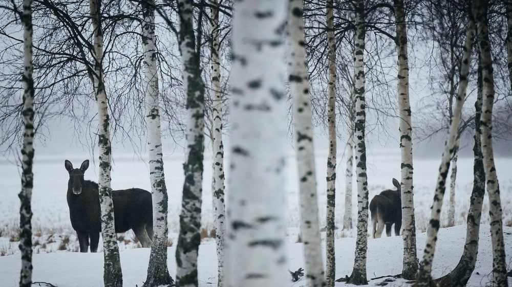 Insändare. Svar: Minska älgstammen för att rädda den svenska skogen