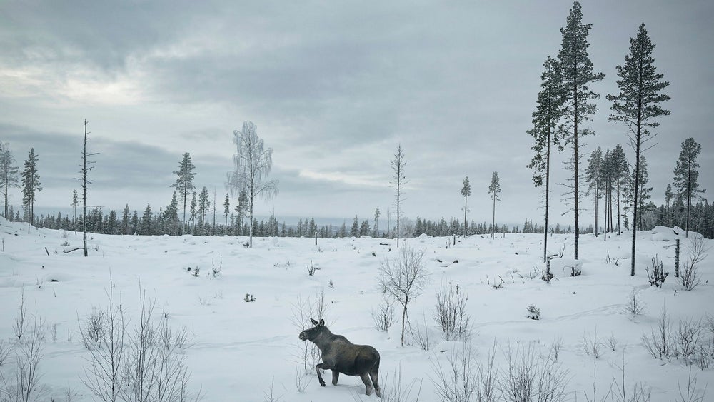 Insändare. Modernt skogsbruk är en grov våldtäkt på vår natur