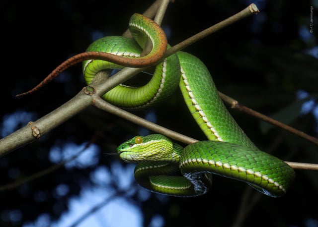 Ormen Trimeresurus uetzi har hittats i Myanmar och efter att ha jämfört dess DNA med andra liknande ormar, delvis från museisamlingar, har forskarna fastställt att det är en egen art.