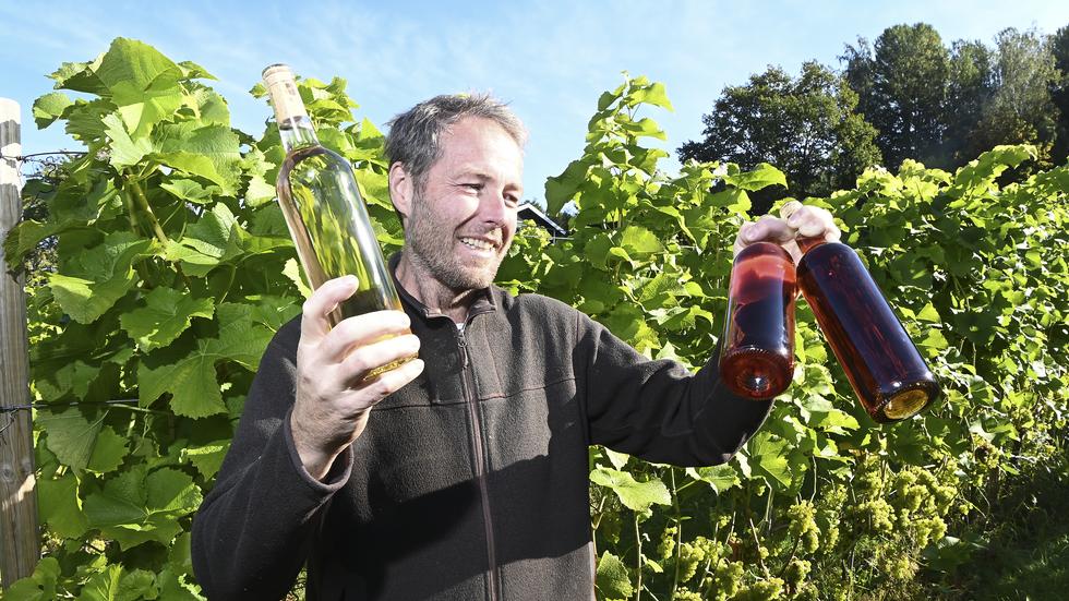 Om två veckor börjar vinodlaren Pelle Tengblad skörda och i år förväntar han sig att det är hela ett och ett halvt ton druvor som ska plockas. 