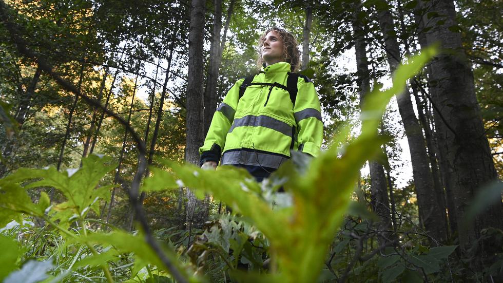 Parkingenjör Maja-Lisa Jarstig beskådar här den spridda invasiva växtligheten av Jätteloka och Jättebalsamin som växer längs med Lillån i Bankeryd.