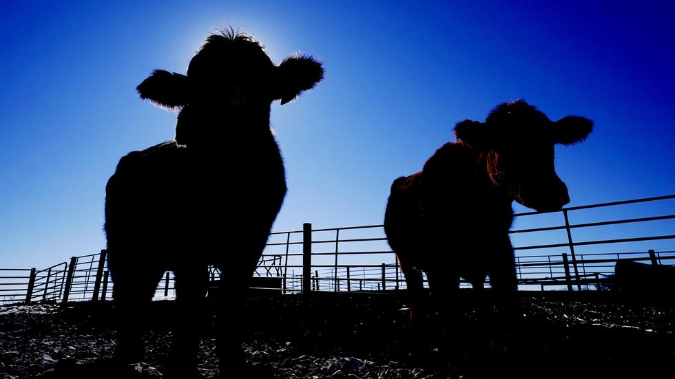 F-Samverkan uppmanar lantbrukare att vara förberedda för att kunna upprätthålla bevattning av djur om det blir vattenbrist i länet. Bild: Charlie Neibergall/AP/TT