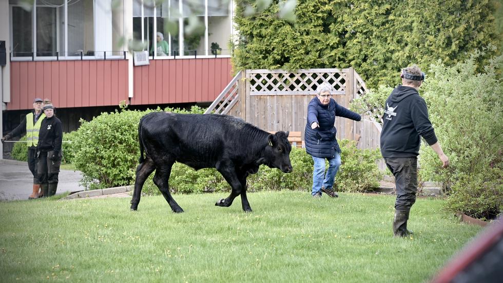 Kor på rymmen livade upp stämningen på Ekhagen igår eftermiddag.