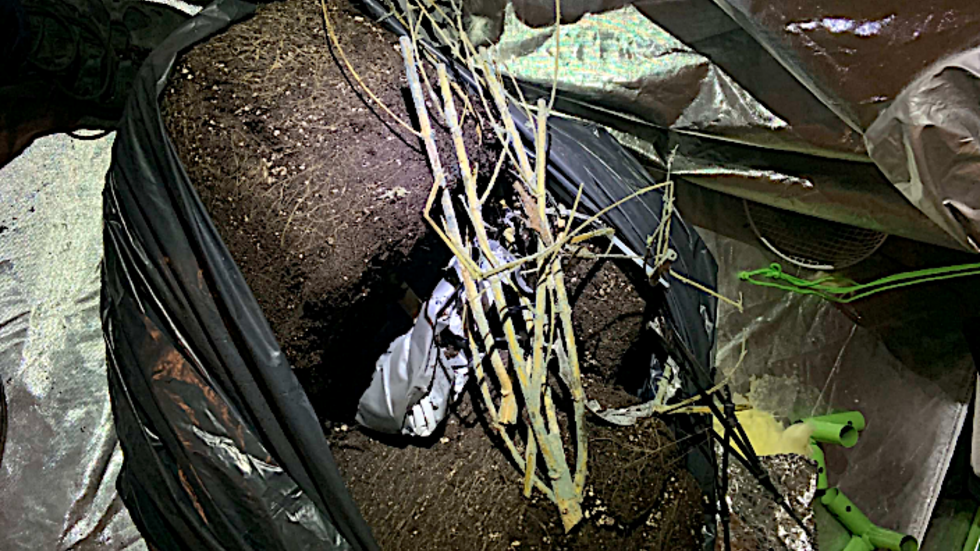 6-8 rotklumpar med avklippta plantor hittades vid husrannsakan i mannens lägenhet. 