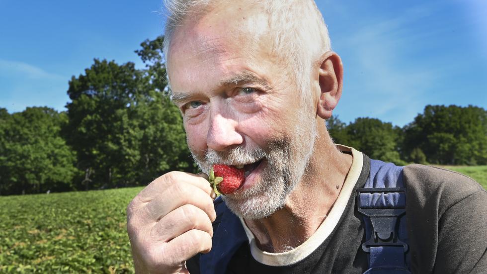 Det blir närodlade jordgubbar till midsommar, i alla fall om man ska tro Carl-Johan Magnusson på Botarps gård.
