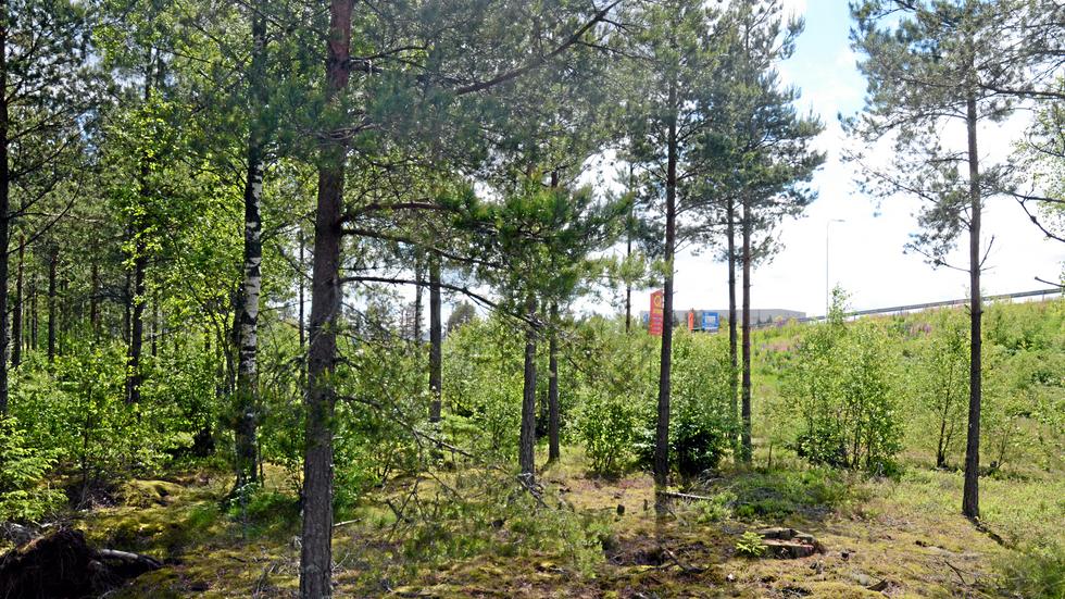 Här, norr om viadukten över järnvägen, har skogen kapats ner för att ge plats till två nya företagsetableringar.