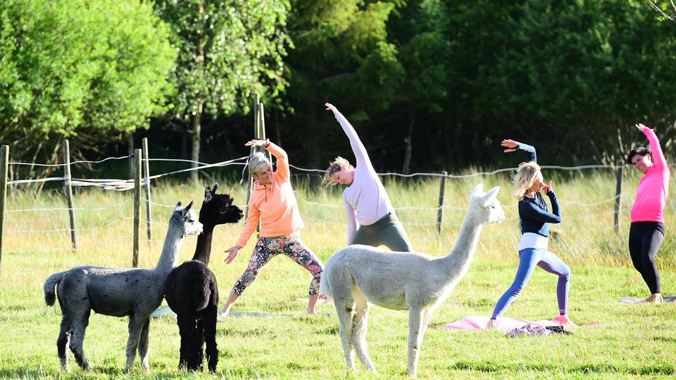 Att yoga i alpackahagen ställer krav både på balansen och på koncentrationen. Alpackorna själva verkar tycka att de tvåbenta bjuder på bra underhållning.