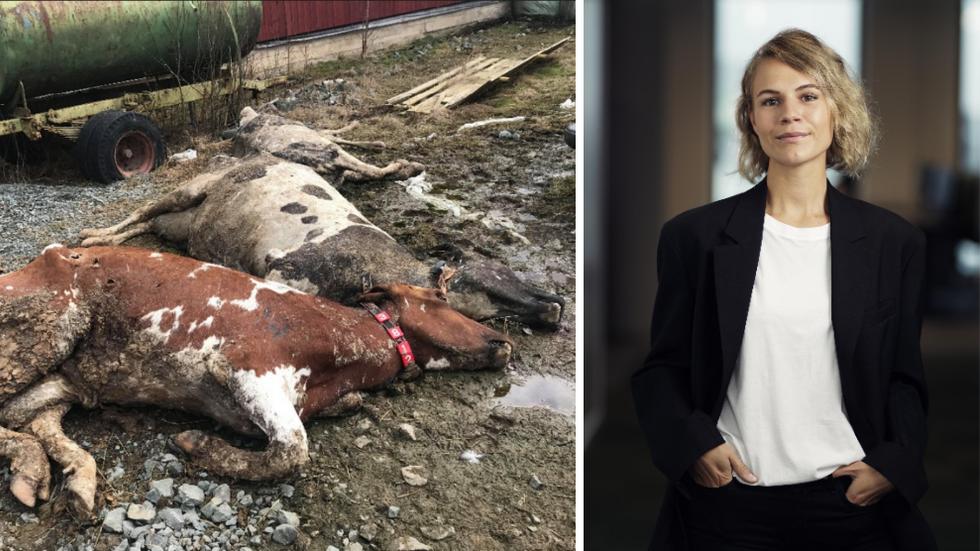 Sandra Eriksson, pressekreterare på Arla Sverige ”Det var chockerande och sorgligt att se bilderna från gården” säger hon. Till vänster en av bilderna från gården. 