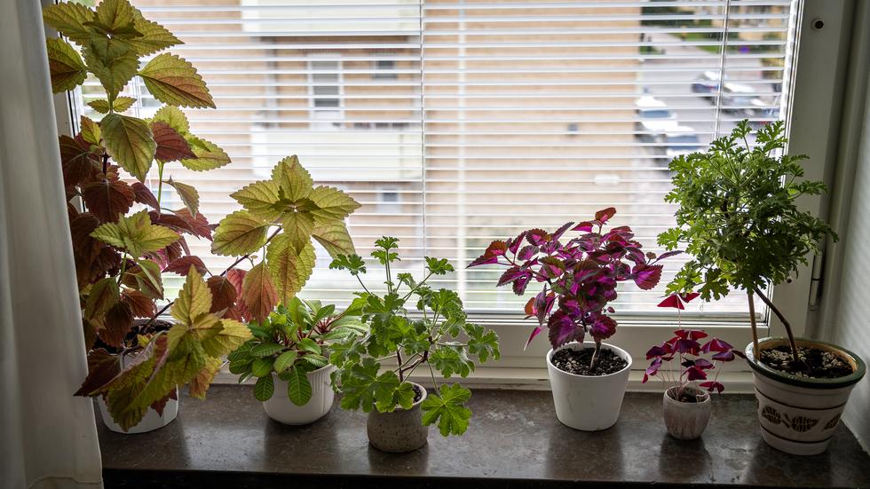 Vad har du för krukväxter i fönstren? Det kan vara bra att ta en extra titt om du har småbarn eller husdjur hemma.