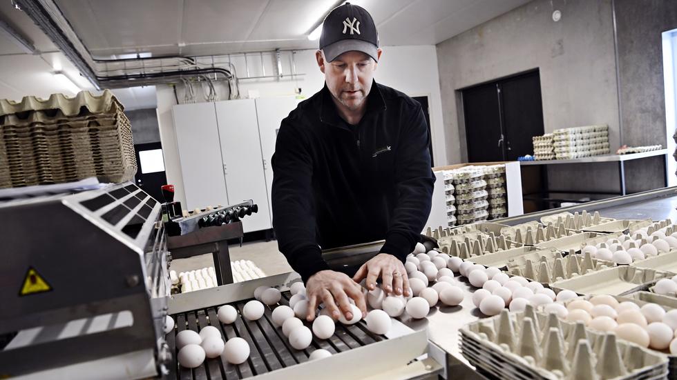 På Källekulla gård börjar man packa ägg klockan fem på morgonen. Äggen
passerar genom en maskin som väger och sorterar äggen i olika viktklasser,
därefter packas de för hand i kartongerna.