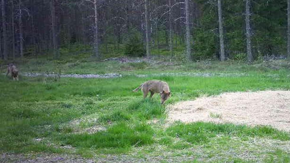 Med hjälp av sin jaktkamera lyckades Erik Ryd fånga, inte en, utan två vargar på bild. 