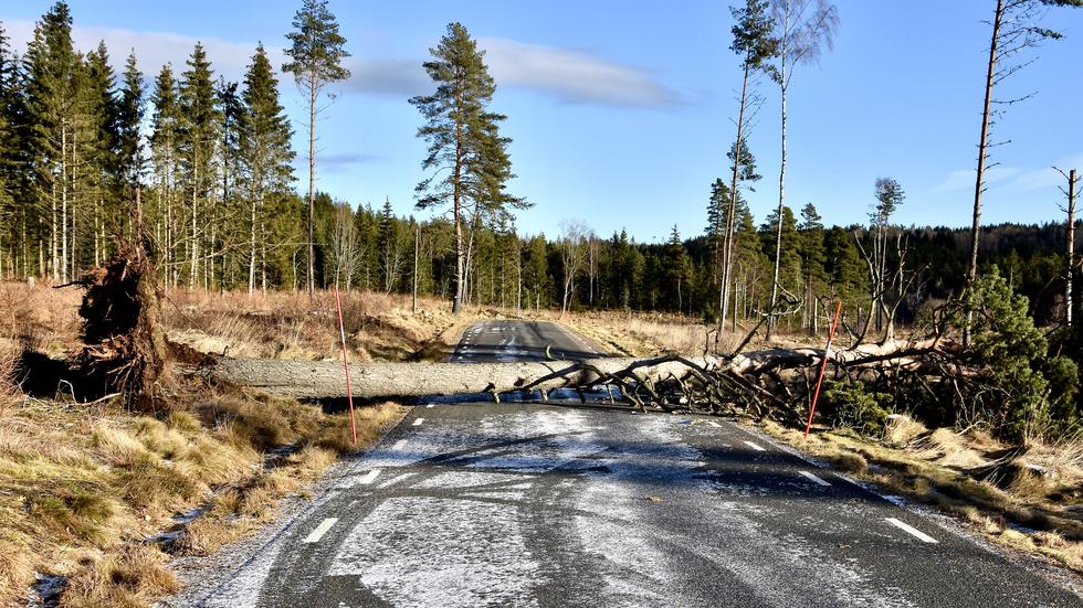 De stormvindar som passerat Jönköpings kommun har fått träd och grenar att falla i Kaxholmens lövskog.  OBS! Bilden är en genrebild. 