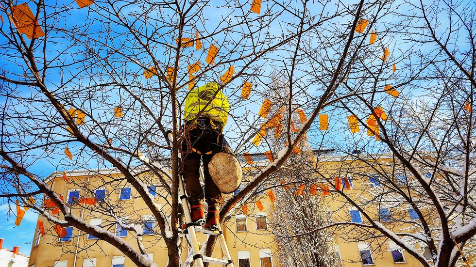 Underleverantörer hjälper till att sätta upp de orangea lapparna i träden. 