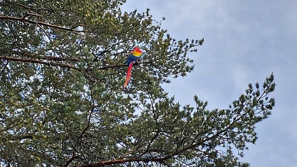 Halvvägs upp i den höga tallen mellan Tabergsån och Åsa gård satt en ljusröd ara. Den färgglada fågeln mätte dryga metern mellan stjärtfjädrarna och huvudet.