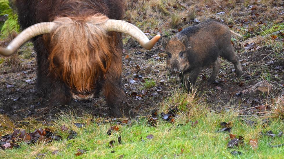 Pumba håller sig alltid nära någon av de fyra boskapen.