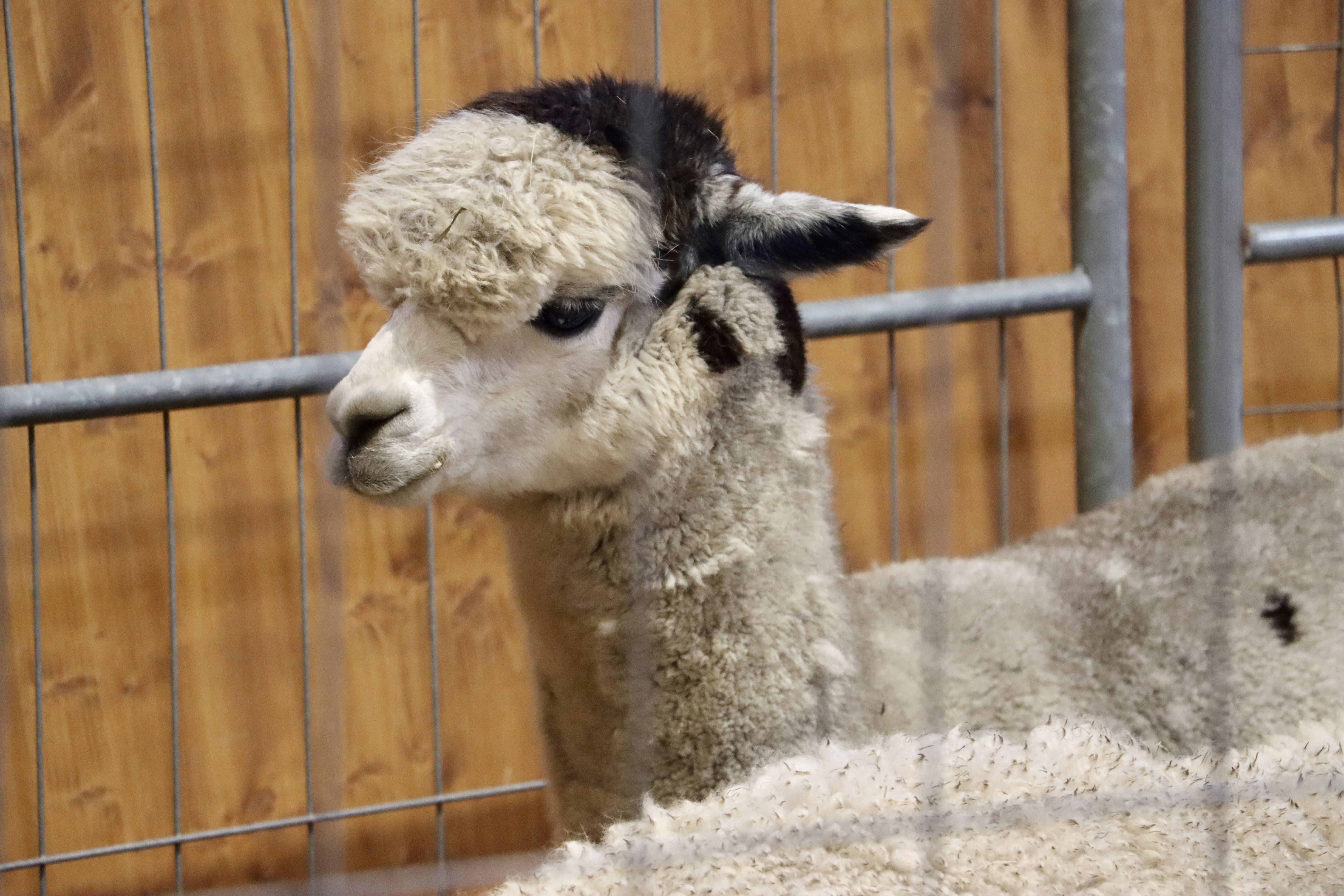 Mörkläggande gardin En bedårande alpacka (lama, lama) på zoo. paddock cade  med en vacker lama eller