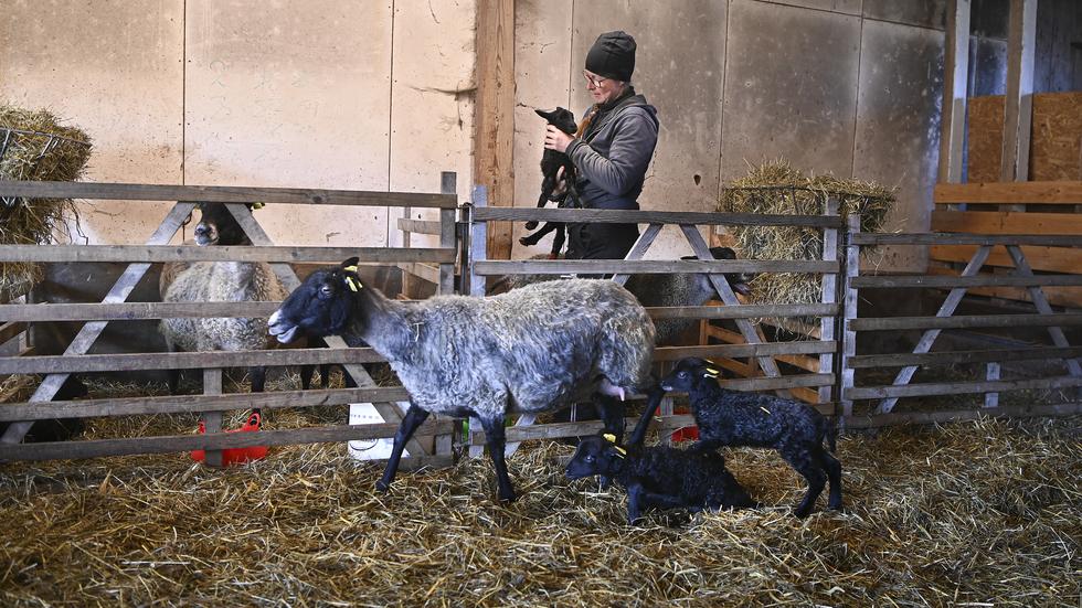 När första lammet är ute ur moderlivet boxas fåret in av Hanna Lupiner, efterföljande lamm får födas fram i lugn och ro och knyta an till mamman.