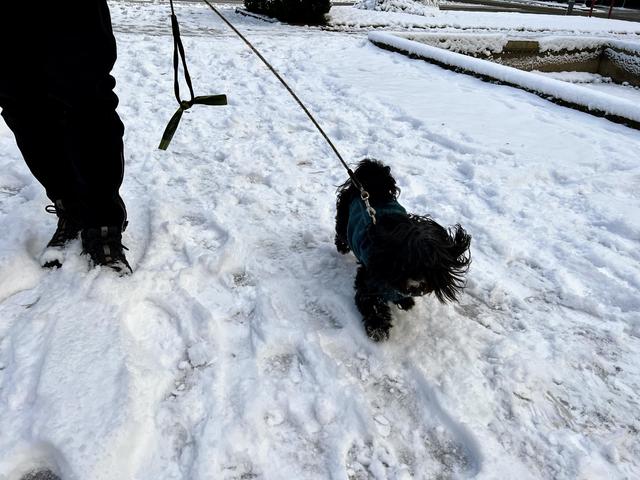 Hunden Moa busade glatt omkring i snön.