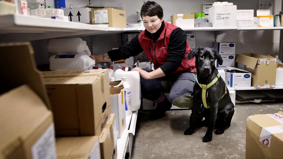 Efter personalbristen har Distriktsveterinärerna i Huskvarna nu lyckats anställa två nya veterinärer. En av dem är Gry Martineau som började sin tjänst i januari. Här plockar hon upp material på lagerhyllorna samtidigt som hunden Myra gör henne sällskap.