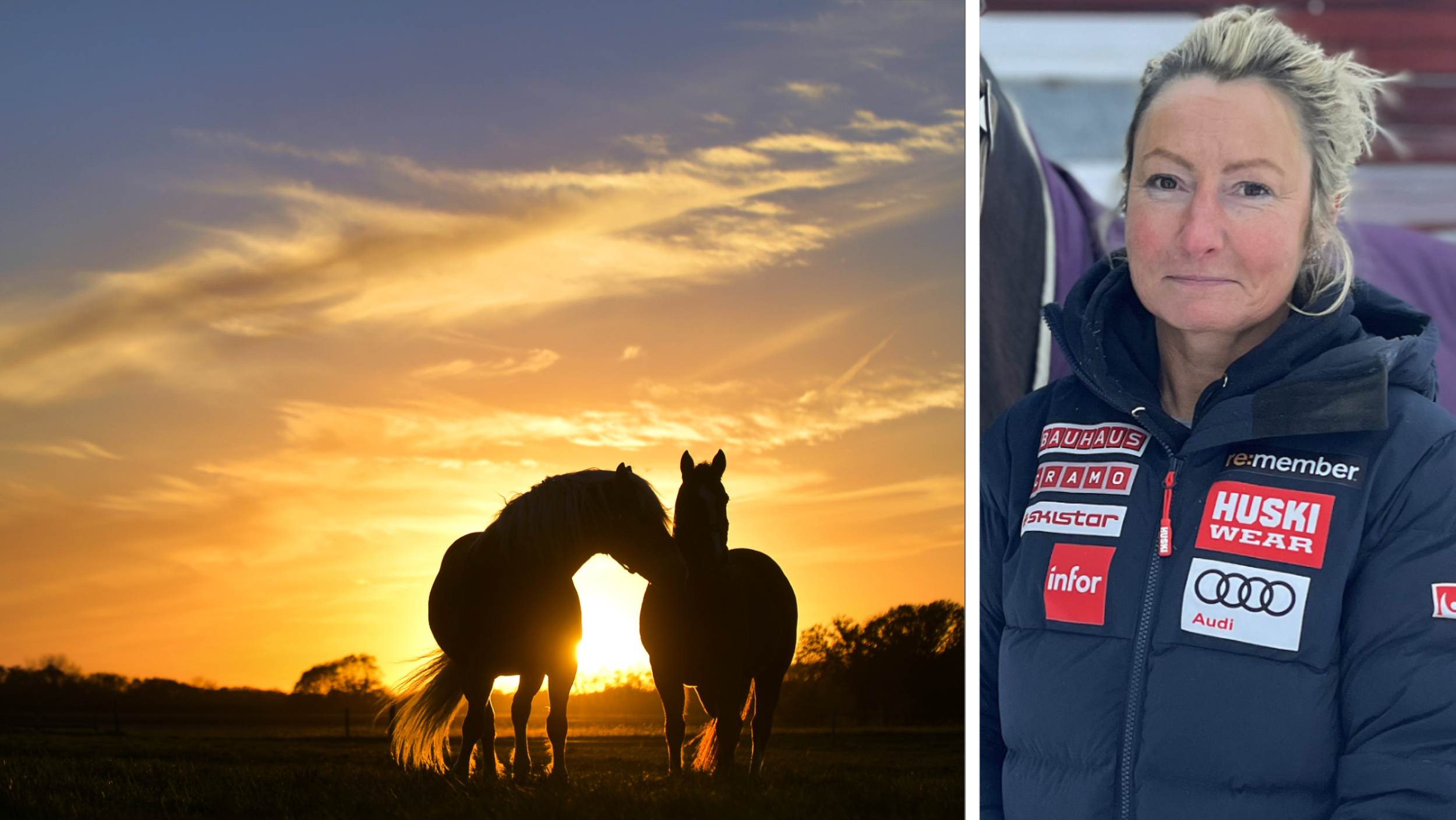 Häst Dog Efter Olycka – Blev Påkörd Av Bil – Tidningen Ångermanland