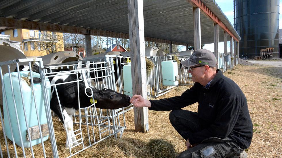 Köttproducenten Dan Waldemarsson har en kapacitet på ungefär 350 nötdjur på sin gård Långhult Västergården.