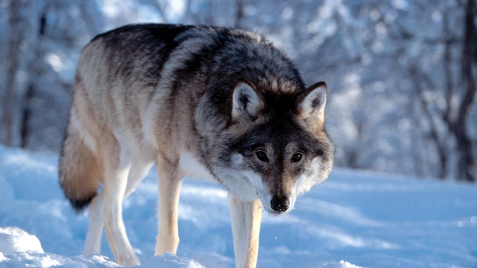 En jägare uppgav i veckan att han ställdes öga mot öga med en varg som just slagit ett rådjur på Hökensås. Men var det verkligen en varg som jägaren såg? 