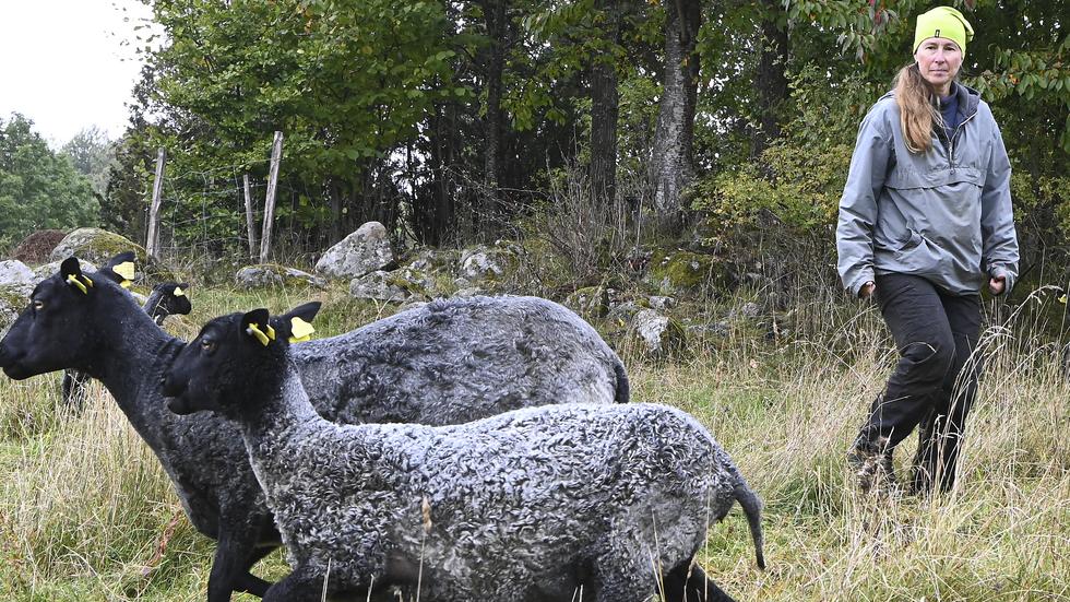 För snart två veckor sedan nåddes fårbonden Hanna Lupiner av beskedet att slaktrester från ett av hennes får hade hittats i skogen. Polisen har säkrat vissa spår – men ännu finns ingen misstänkt. 