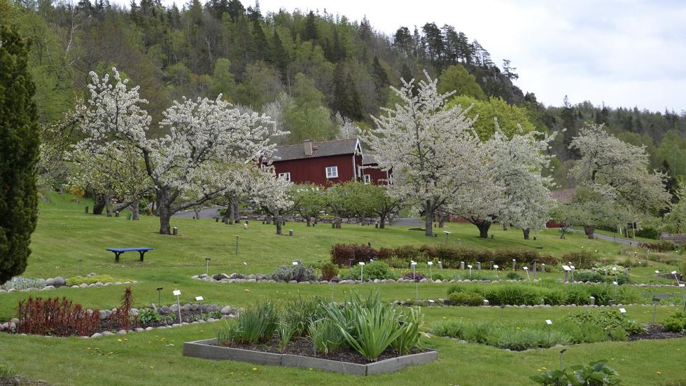 Nu blommar värdefulla fruktträd på Brunstorps gård i Huskvarna.