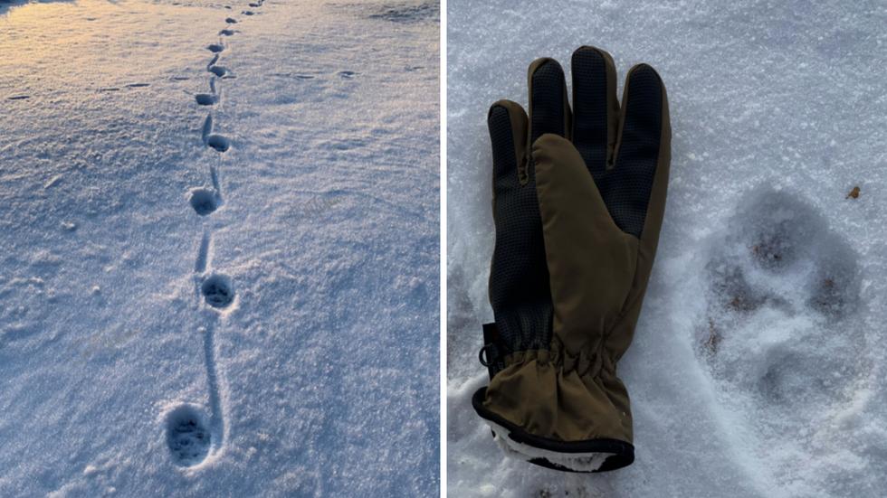 Fotspår i snön misstänktes vara varg. 