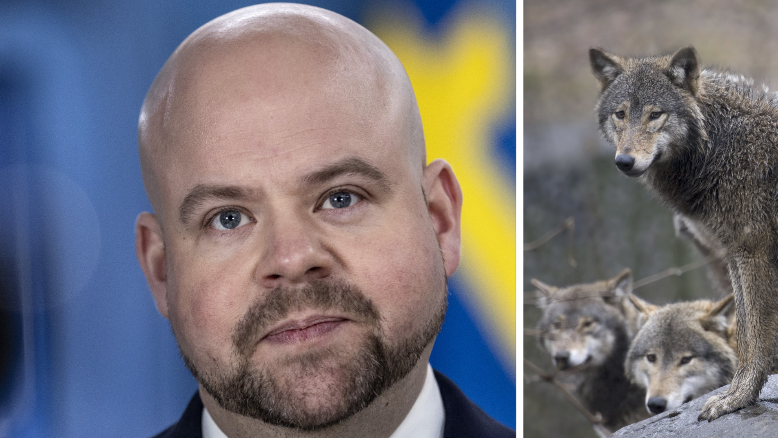 ”Mitt Och Regeringens Mål är Tydligt – Vi Vill Minska Vargstammen.” – HD