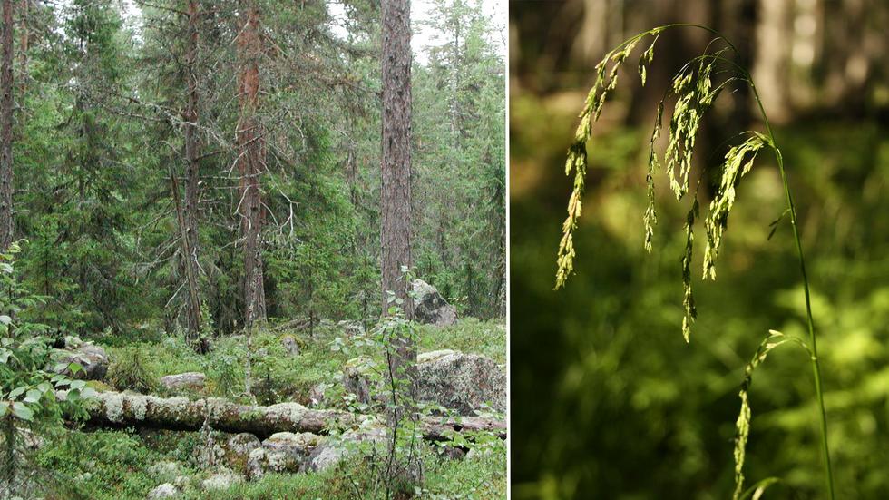 Burseskogen utanför Ramsjö och Storröjningsmoran söder om Söderhamn blir nya naturreservat i Hälsingland.
Bild: Länsstyrelsen Gävleborg