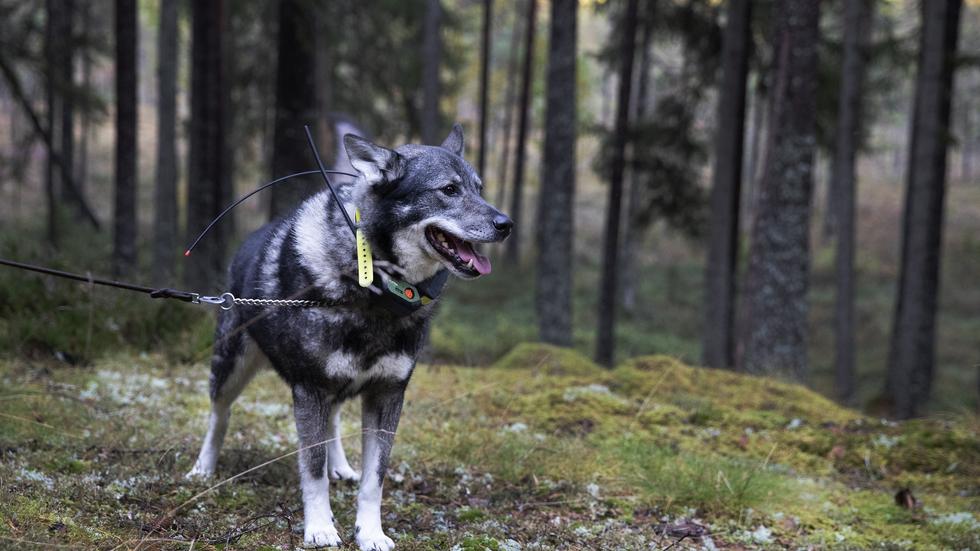 Strax innan lunchtid på måndagen ryckte polisen ut till en plats mellan Jönköping och Mullsjö. Där ska en jägare misstagit en hund för en räv och skjutit hunden med sitt jaktvapen. OBS! Bilden är en genrebild.