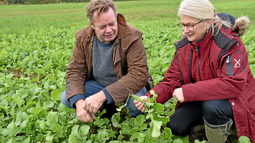 Forskare och projektledare Åsa Olsson Nyström och odlaren Jeppa Olanders kollar in mellangrödorna på Gårdstånga Nygårds mark. Här är det oljerättika som studeras. 