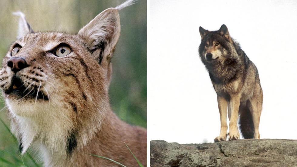 2020 ökade angreppen från rovdjur mot tamdjur kraftigt. Och det är varg som ligger bakom.