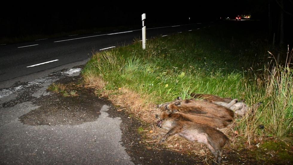 Ett antal vildsvin dog när en bilist körde in i en flock på 127:an. 