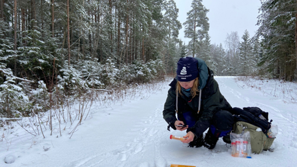 Länsstyrelsens Linda Andersson undersöker vargspår vid Dumme mosse. FOTO: Länssstyrelsen.
