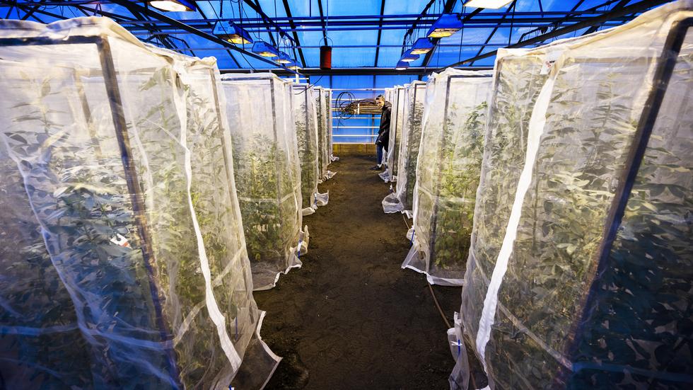 I ett av växthusen håller man just nu på med ett förädlingsprojekt av åkerbönor för att få fram en sort som är optimal för ett svenskt klimat.