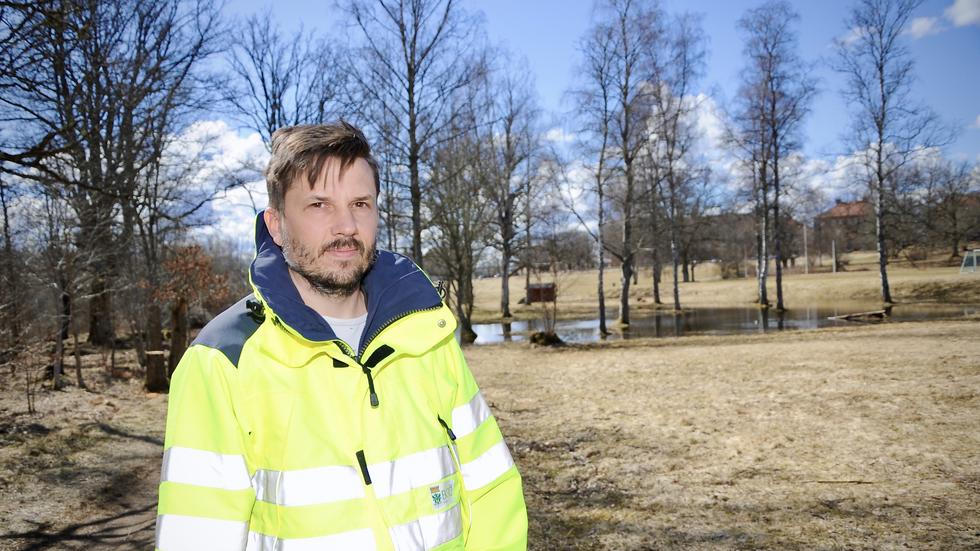 ”Det brukar vara framför allt i Kvarnarp de trivs lite för bra”, säger Ingvar Lundquist, mät- och exploateringschef på Eksjö kommun, om älgarna som rör sig i tätorten.