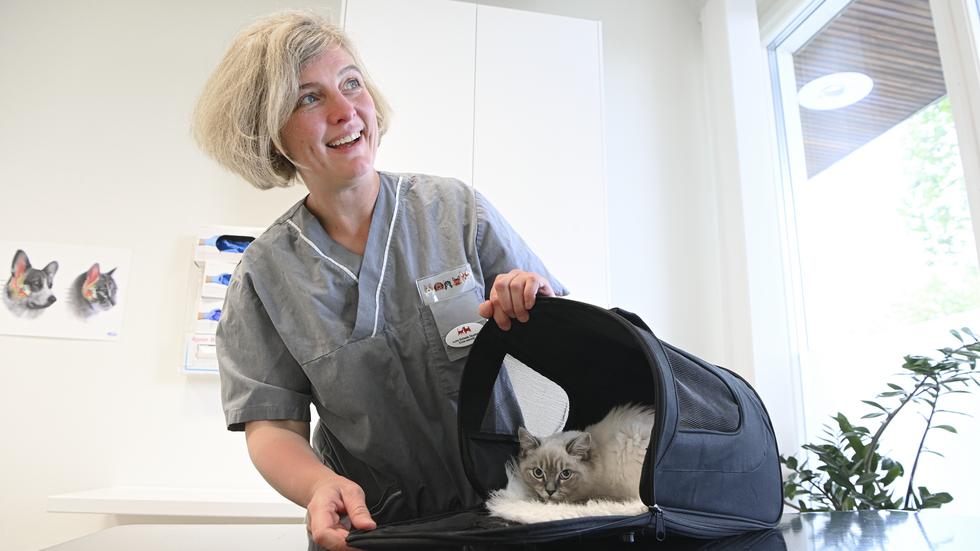 Anna Schwab Djupfors tar hand om katten Signe, som precis vaknat efter att ha varit nedsövd. Hon blev veterinär för att hon älskar mötet med både människan och djur.