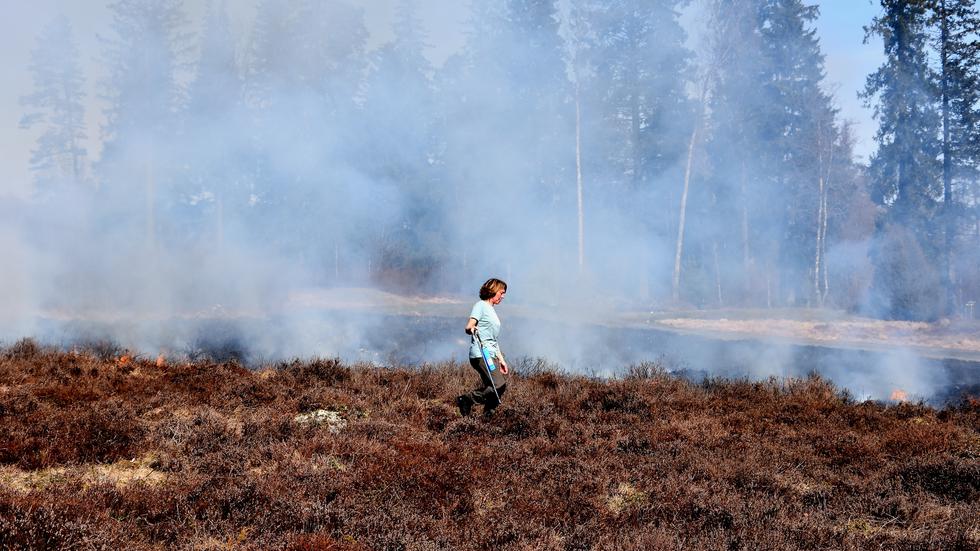 Sofia Ellergård, länsstyrelsen i Jönköpings län, är ledare för projektet grön infrastruktur. Här deltar hon i avbränning av en yta med ljung vid Ryfors golfbana. Avbränningen ska resultera i större biologisk mångfald.