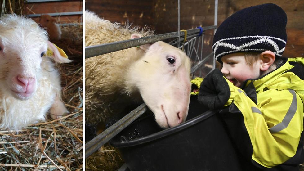 Till vänster: Lammet Lilla My som föddes på Lilla Bosarp förra året. Till höger: Treårige Alfred ger en av gårdens baggar mat. Precis som tackorna, och de kommande lammen, är det ryafår.