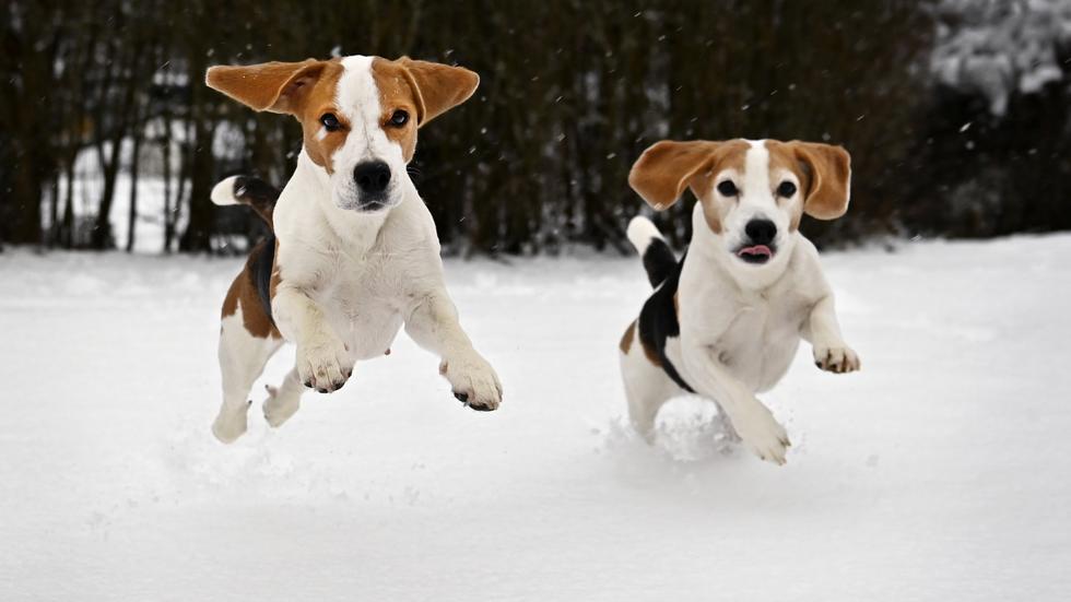 Tyra och Zaga springer gärna i snön utanför huset på Stensholm.