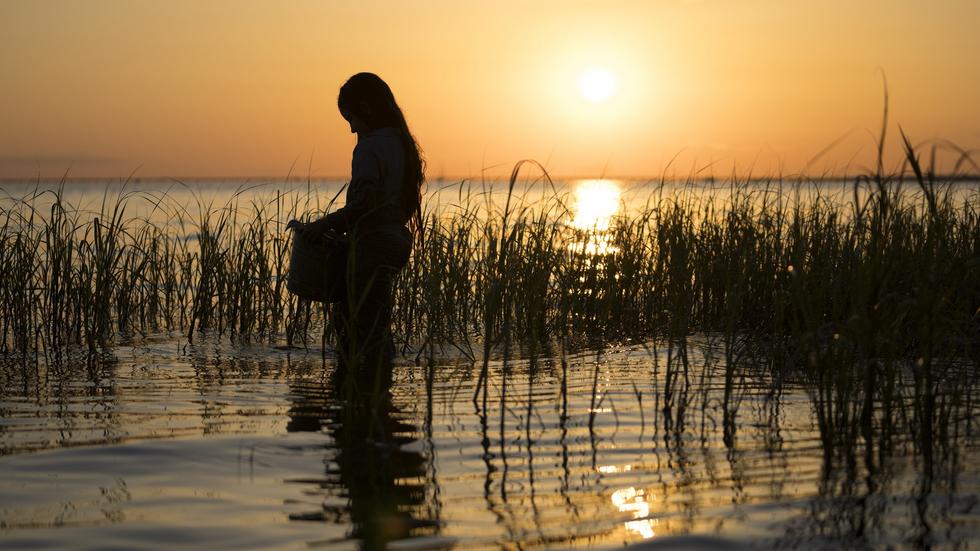 En övergiven sjuårig flicka måste försörja sig genom att plocka musslor i North Carolinas våtmarker, i "Där kräftorna sjunger". 
Pressbild: SF Studios