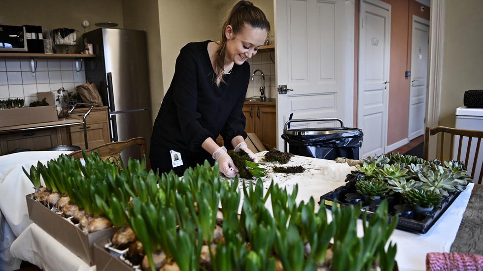 Cajsa Edvardsson gör i ordning massor med hyacinter till julmarknaden.