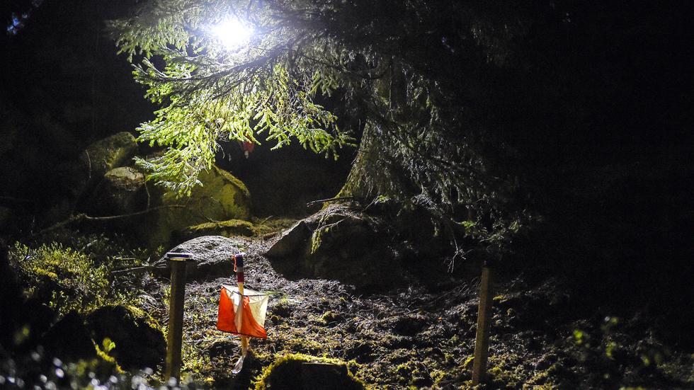 Den första skogstafetten sedan 2019 avgjordes i Hälleforsnäs.