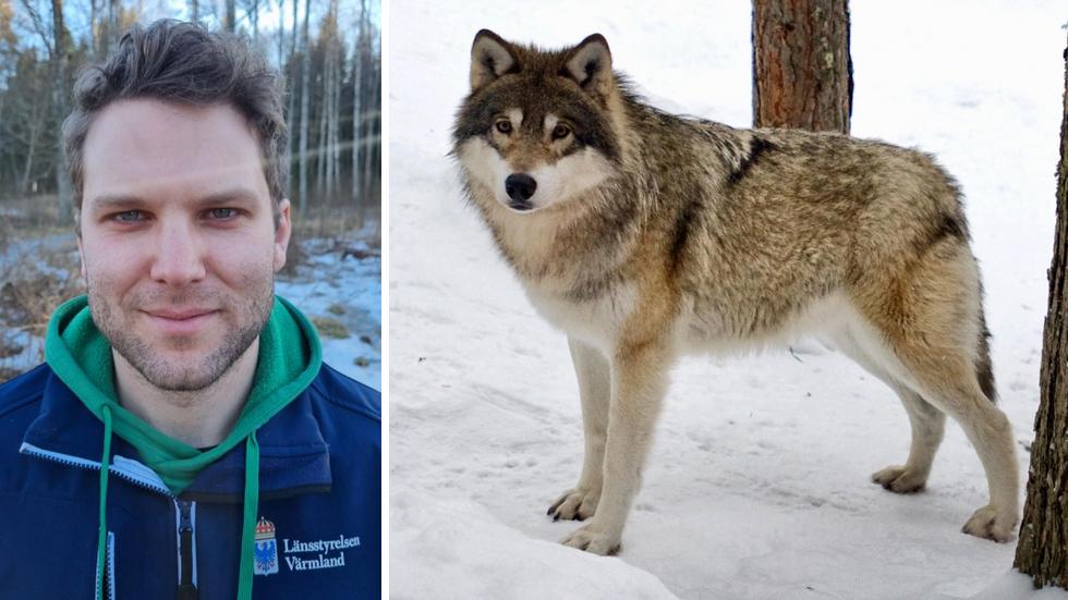 Fler vargar i närområdet innebär inte automatiskt fler angrepp mot tamdjur, enligt David Höök på länsstyrelsen i Värmland.
