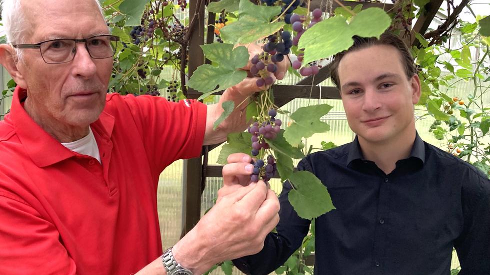 Daniel Paulsson och Alex Johansson inne i växthuset och smak av årets skörd av vindruvor.