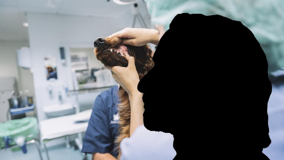 Djurägarens hunden togs till djurklinik där man konstaterades att den led av tarmsjukdom och sex tänder drogs ut. OBS, genrebild: Foto: TT/montage